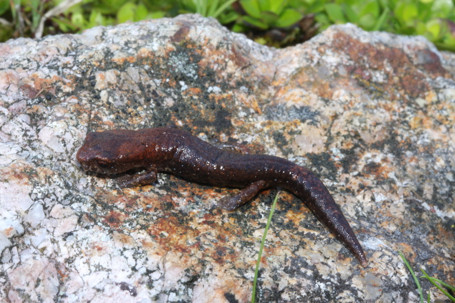 Image of Bolitoglossa hartwegi Wake & Brame 1969