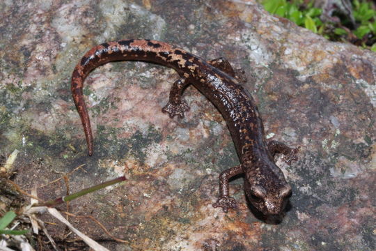 Image of Bolitoglossa rostrata (Brocchi 1883)