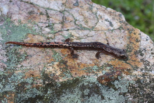 Image of Bolitoglossa rostrata (Brocchi 1883)