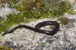 Imagem de Pseudoeurycea orchimelas (Brodie, Mendelson & Campbell 2002)