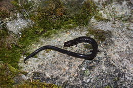 Image of Pseudoeurycea orchimelas (Brodie, Mendelson & Campbell 2002)