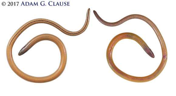 Image of California legless lizard