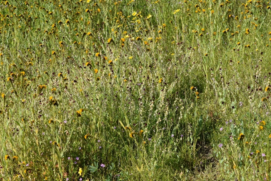 Image of California jewelflower