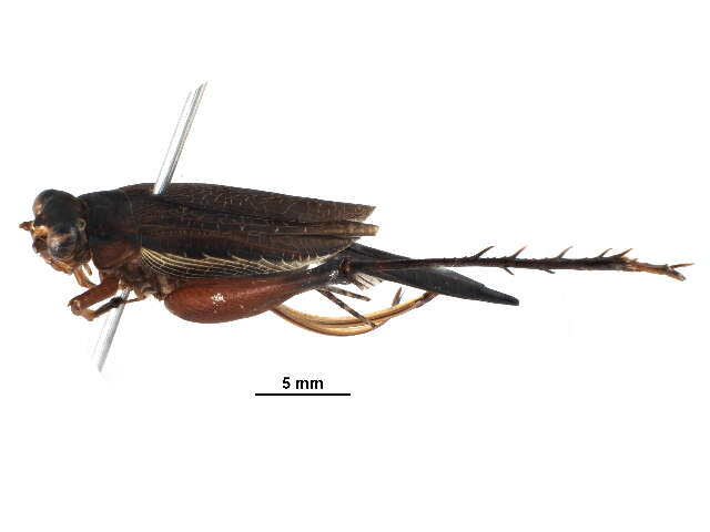 Image de Cardiodactylus