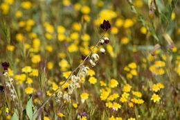 Image of California jewelflower