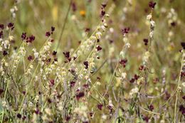 Image of California jewelflower