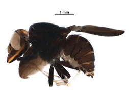 Image of Cephaloconus