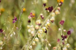 Image of California jewelflower