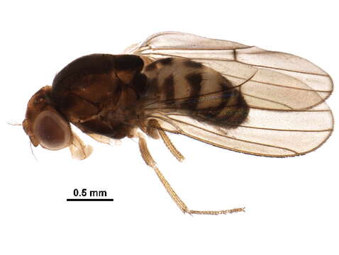 Imagem de Scaptodrosophila