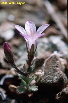 Image of Mt. Hamilton bellflower