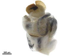 Image of achatinellid land snails