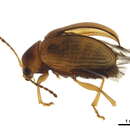 Image of Eucolaspis