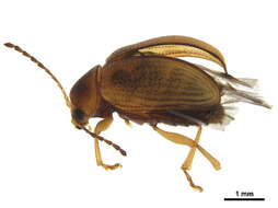 Image of Eucolaspis