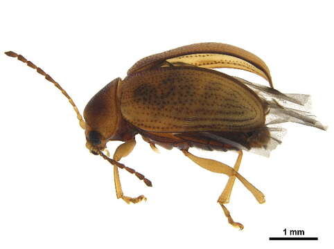 صورة Eucolaspis