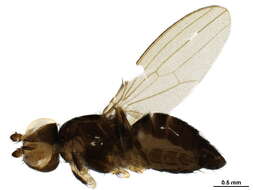 Image of Cypselosomatidae