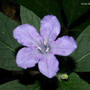 Plancia ëd Ruellia caroliniensis (J. F. Gmel.) Steud.