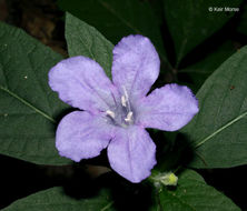 Image of Carolina wild petunia