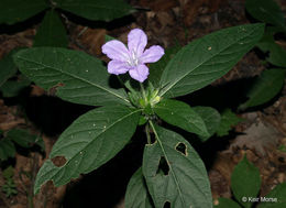 Image of Carolina wild petunia