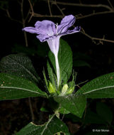 Imagem de Ruellia caroliniensis (J. F. Gmel.) Steud.