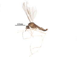 Image of Winnertziinae