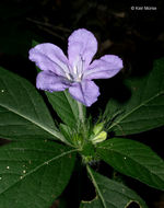 Imagem de Ruellia caroliniensis (J. F. Gmel.) Steud.