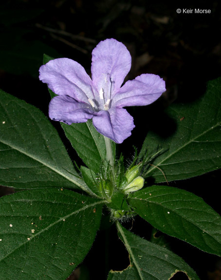 Image of Carolina wild petunia