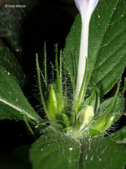 Image of Carolina wild petunia