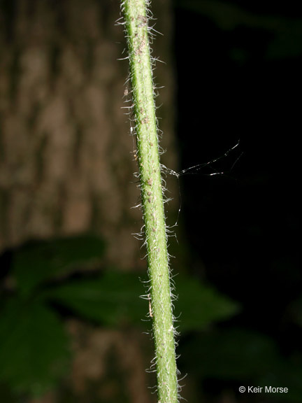 Image of Carolina wild petunia