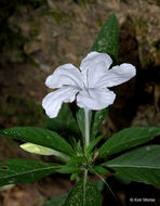 Image of Carolina wild petunia