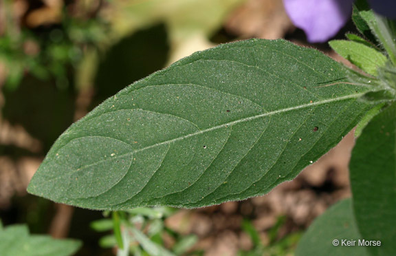 Image of Carolina wild petunia