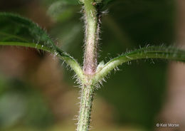 Imagem de Ruellia caroliniensis (J. F. Gmel.) Steud.