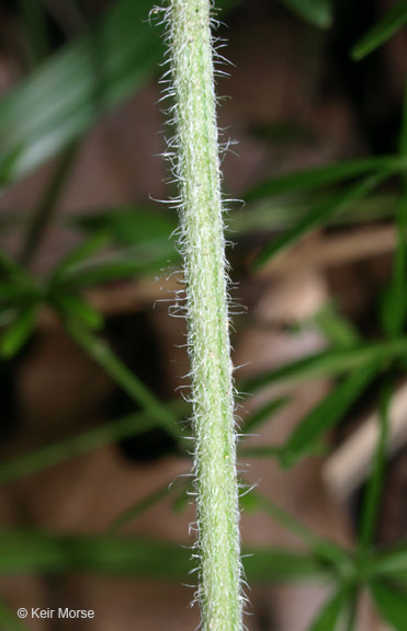 Image of Carolina wild petunia