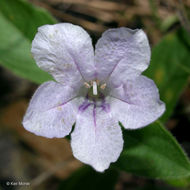 Image of fringeleaf wild petunia