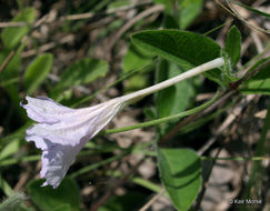 Image of fringeleaf wild petunia