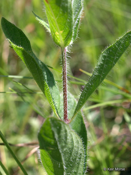 Image of fringeleaf wild petunia