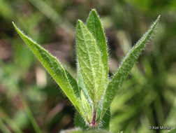 Image of fringeleaf wild petunia