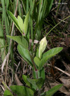 Image of fringeleaf wild petunia