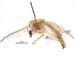 Image of Demicryptochironomus