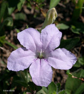 Image of fringeleaf wild petunia