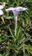 Image of fringeleaf wild petunia