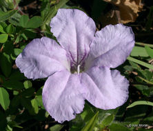 Image of fringeleaf wild petunia