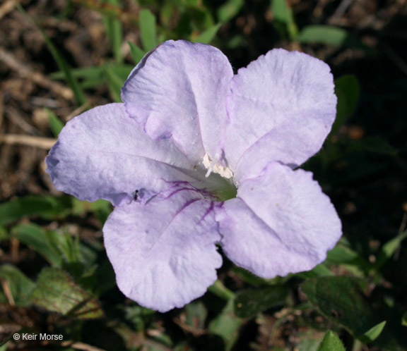 Image of fringeleaf wild petunia