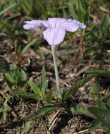 Image of fringeleaf wild petunia