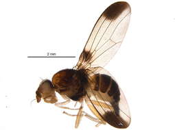 Image of Pallopterinae