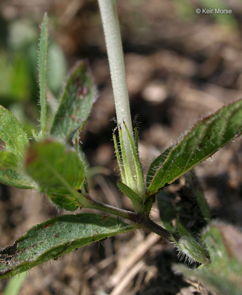 Image of fringeleaf wild petunia