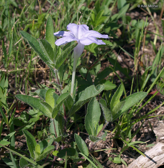 Image of fringeleaf wild petunia