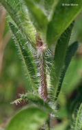 Image of fringeleaf wild petunia
