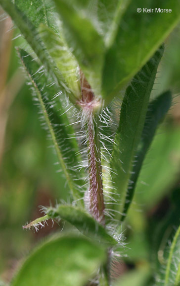 Image of fringeleaf wild petunia