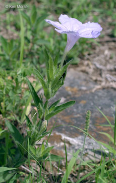 Image of fringeleaf wild petunia