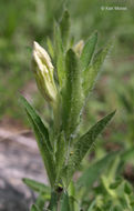 Image of fringeleaf wild petunia